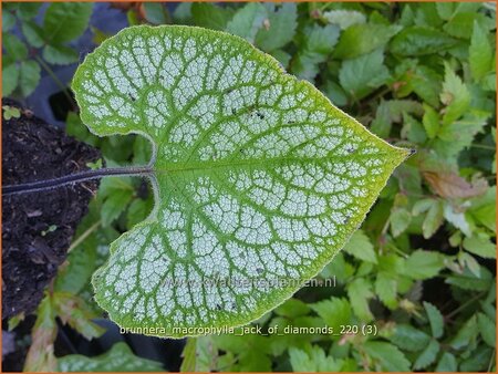 Brunnera macrophylla 'Jack of Diamonds'