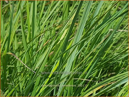 Calamagrostis canadensis