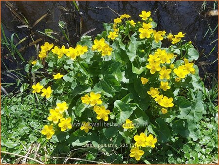 Caltha palustris