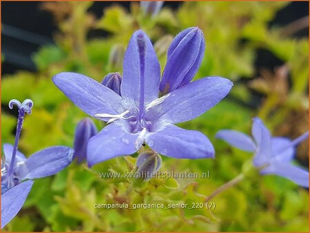 Campanula garganica &#39;Senior&#39;