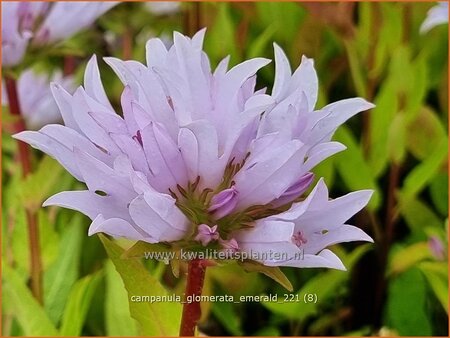 Campanula glomerata &#39;Emerald&#39;