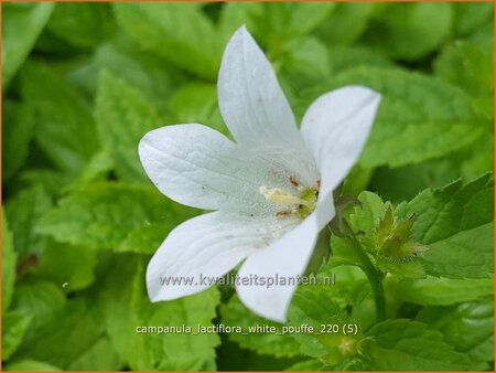 Campanula lactiflora &#39;White Pouffe&#39;