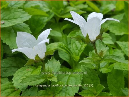 Campanula lactiflora &#39;White Pouffe&#39;