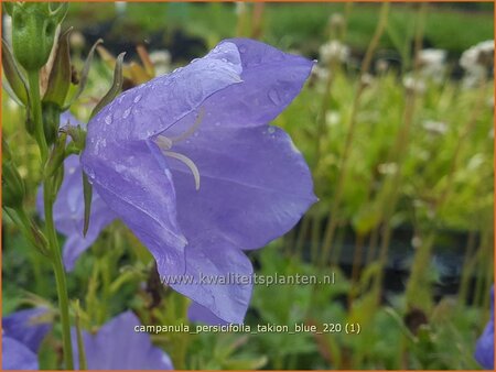 Campanula persicifolia 'Takion Blue'