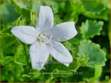 Campanula poscharskyana &#39;Nana Alba&#39;