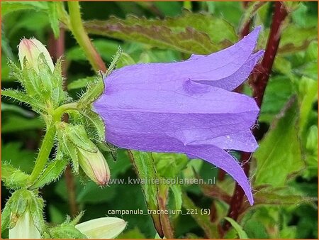 Campanula trachelium