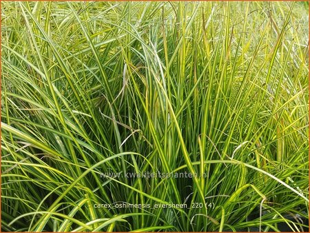 Carex oshimensis &#39;Eversheen&#39;