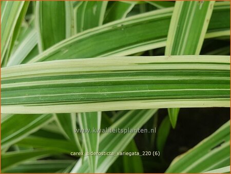 Carex siderosticta 'Variegata'