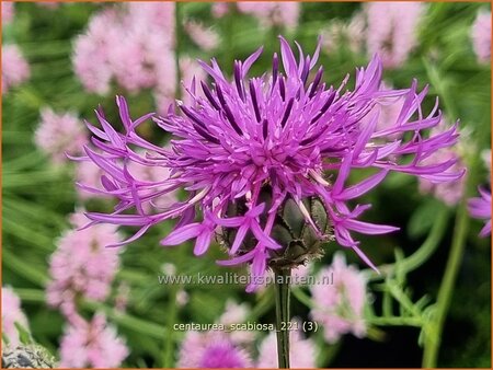 Centaurea scabiosa