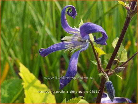 Clematis heracleifolia &#39;China Purple&#39;