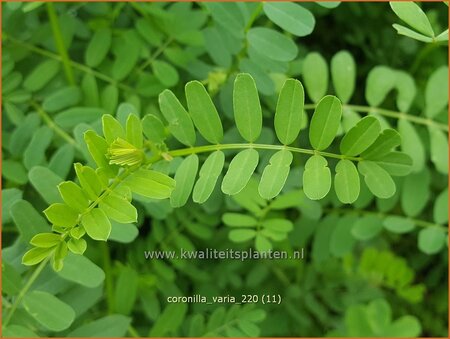 Coronilla varia