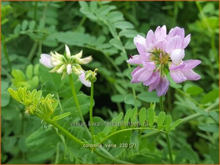 Coronilla varia