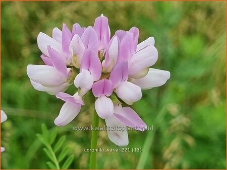 Coronilla varia