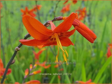 Crocosmia 'Babylon'