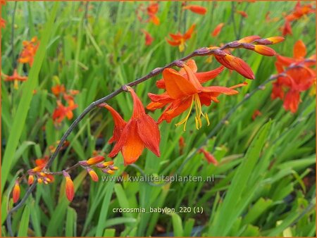 Crocosmia 'Babylon'