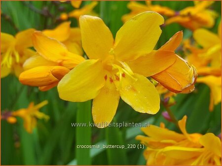 Crocosmia &#39;Buttercup&#39;
