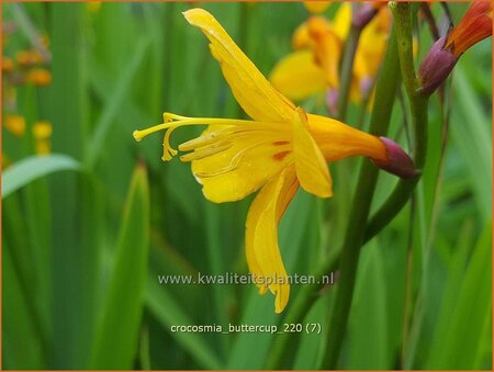 Crocosmia 'Buttercup'