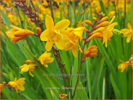 Crocosmia &#39;Buttercup&#39;