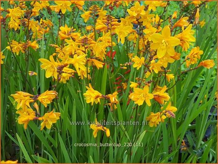 Crocosmia &#39;Buttercup&#39;
