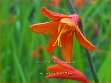 Crocosmia 'Fire King'