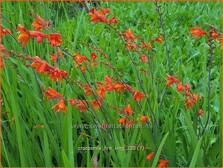 Crocosmia &#39;Fire King&#39;