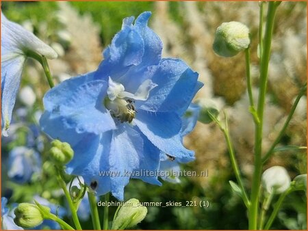 Delphinium &#39;Summer Skies&#39;