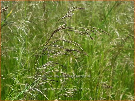 Deschampsia cespitosa