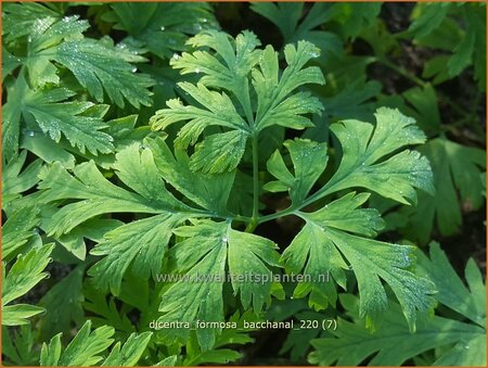 Dicentra formosa 'Bacchanal'