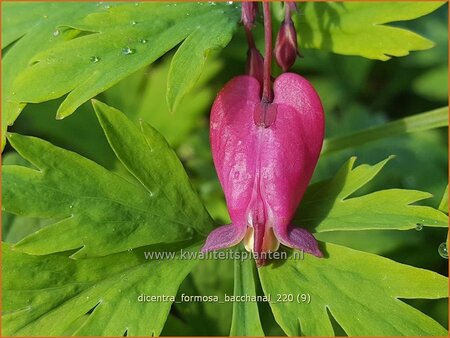 Dicentra formosa 'Bacchanal'