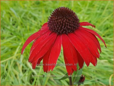 Echinacea purpurea &#39;Fountain Red&#39;