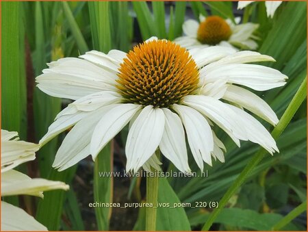 Echinacea purpurea &#39;JS Ivo&#39;s Poem&#39;