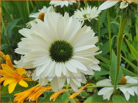 Echinacea purpurea &#39;JS Ivo&#39;s Poem&#39;