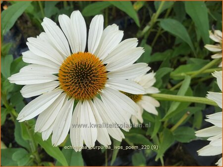 Echinacea purpurea &#39;JS Ivo&#39;s Poem&#39;