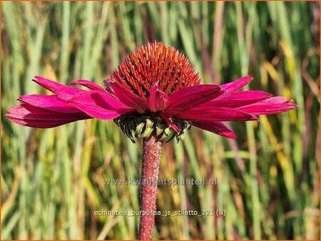 Echinacea purpurea &#39;JS Stiletto&#39;