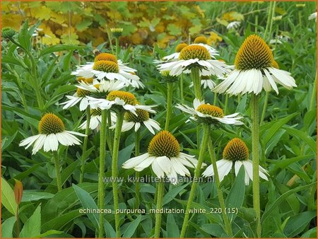 Echinacea purpurea &#39;Meditation White&#39;