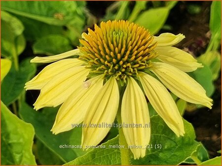 Echinacea purpurea &#39;Mellow Yellow&#39;