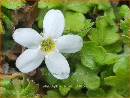 Ellisiophyllum pinnatum