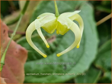 Epimedium franchetii 'Brimstone Butterfly'