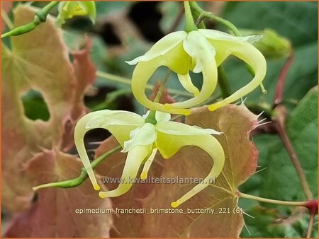 Epimedium franchetii 'Brimstone Butterfly'