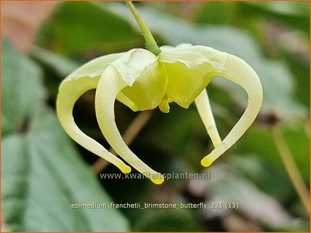 Epimedium franchetii 'Brimstone Butterfly'