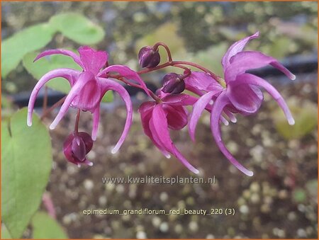 Epimedium grandiflorum &#39;Red Beauty&#39;