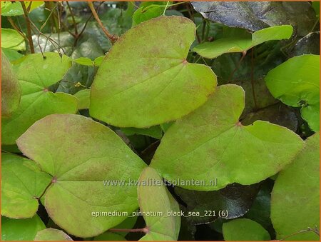 Epimedium pinnatum &#39;Black Sea&#39;