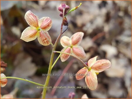 Epimedium pinnatum &#39;Black Sea&#39;