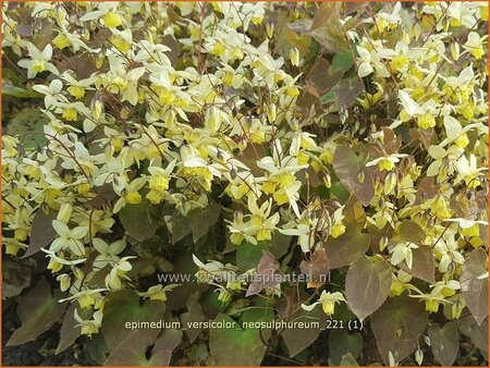 Epimedium versicolor &#39;Neosulphureum&#39;