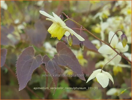 Epimedium versicolor &#39;Neosulphureum&#39;