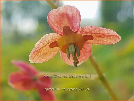 Epimedium warleyense