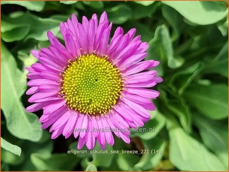 Erigeron glaucus &#39;Sea Breeze&#39;