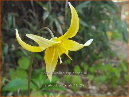 Erythronium &#39;Pagoda&#39;