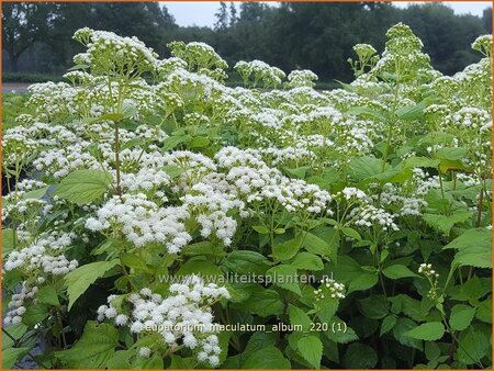Eupatorium maculatum 'Album'
