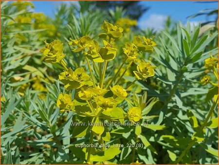 Euphorbia 'Blue Haze'